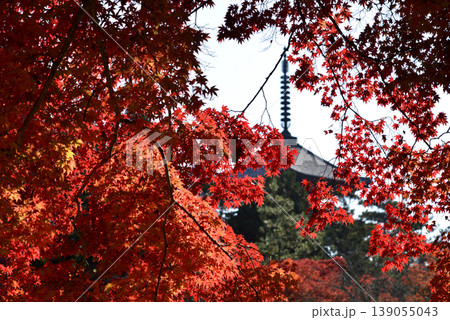 仁和寺の五重塔と紅葉 仁和寺の五重塔と紅葉 139055043