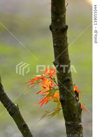 もみじの幹から生えた小枝の紅葉 139055044