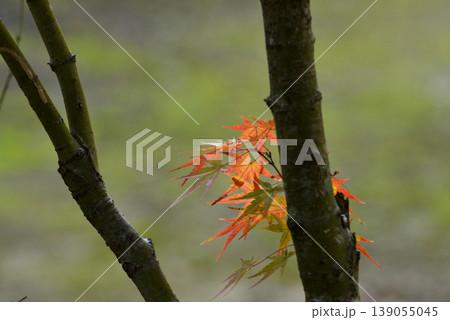もみじの幹から生えた小枝の紅葉 139055045