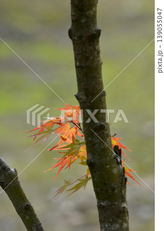 もみじの幹から生えた小枝の紅葉 もみじの幹から生えた小枝の紅葉 139055047