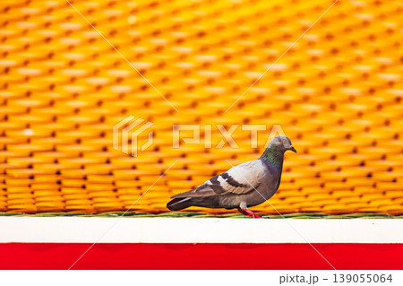 A solitary pigeon stands on a ledge against a vibrant, textured yellow background A solitary pigeon stands on a ledge against a vibrant, textured yellow background 139055064