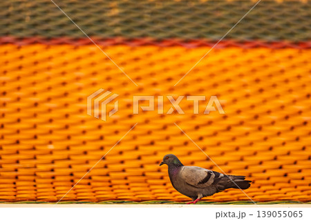 A lone pigeon stands on a ledge against a vibrant orange tiled roof 139055065