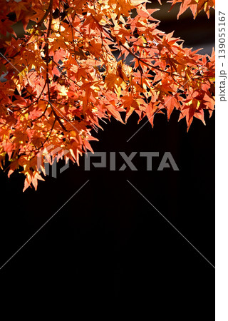 紅葉 139055167