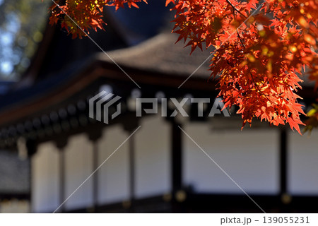 下鴨神社の紅葉 139055231
