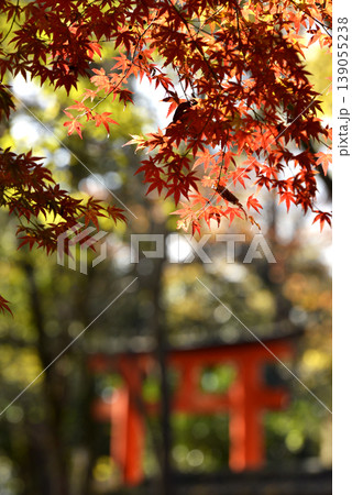 紅葉したモミジの葉と赤鳥居 139055238
