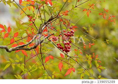 赤い南天の実と紅葉した葉 赤い南天の実と紅葉した葉 139055289