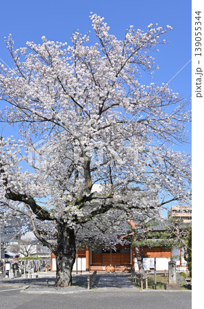 岩槻散歩：浄土宗　願生寺 139055344
