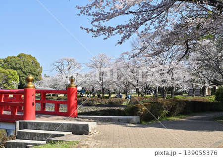 岩槻散歩：岩槻城址公園　菖蒲池に架かる八ッ橋 139055376