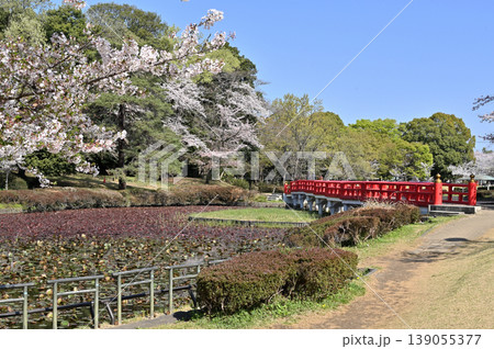 岩槻散歩：岩槻城址公園　菖蒲池に架かる八ッ橋 139055377