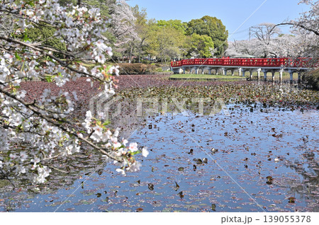 岩槻散歩：岩槻城址公園　菖蒲池に架かる八ッ橋 139055378