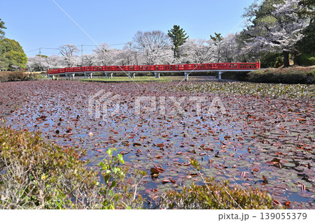 岩槻散歩:岩槻城址公園 菖蒲池に架かる八ッ橋 岩槻散歩:岩槻城址公園 菖蒲池に架かる八ッ橋 139055379