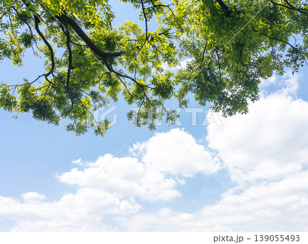 新緑の枝葉と青空の爽やかな風景 新緑の枝葉と青空の爽やかな風景 139055493