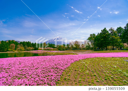 芝桜　富士山 139055509
