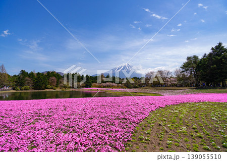 芝桜 富士山 芝桜 富士山 139055510