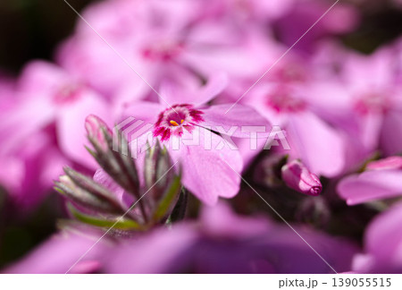 芝桜 富士山 芝桜 富士山 139055515