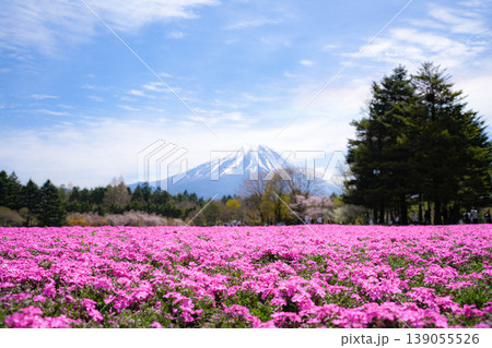 芝桜 富士山 芝桜 富士山 139055526