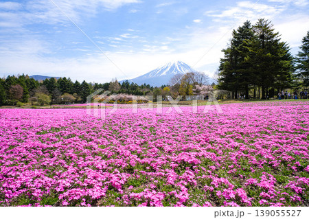 芝桜 富士山 芝桜 富士山 139055527