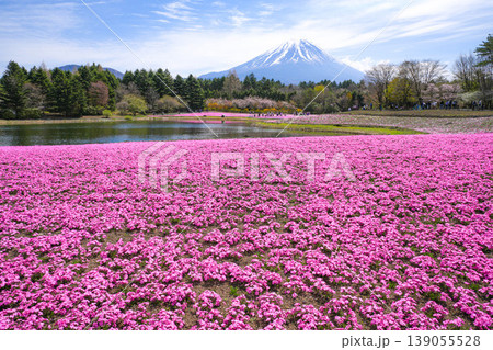 芝桜 富士山 芝桜 富士山 139055528