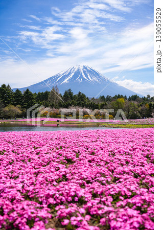 芝桜 富士山 芝桜 富士山 139055529