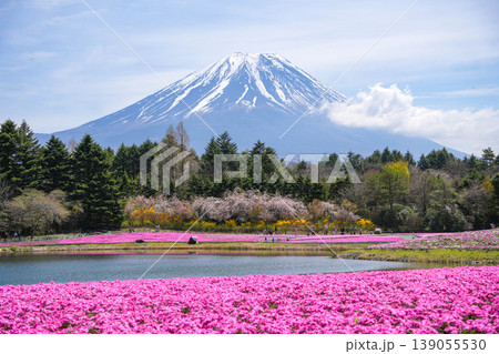 芝桜 富士山 芝桜 富士山 139055530
