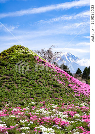 芝桜 富士山 芝桜 富士山 139055532