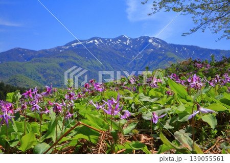 カタクリと粟ケ岳 139055561