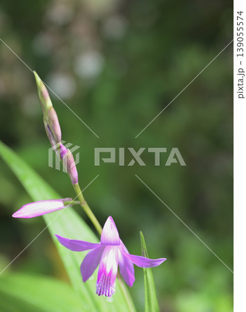 雨上がりに咲く紫色のシランの花 マクロ撮影 背景ぼけ 初夏の自然 雨上がりに咲く紫色のシランの花 マクロ撮影 背景ぼけ 初夏の自然 139055574
