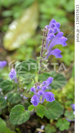 紫色の立浪草の花 柔らかな背景ぼけ 初夏の野草 紫色の立浪草の花 柔らかな背景ぼけ 初夏の野草 139055615