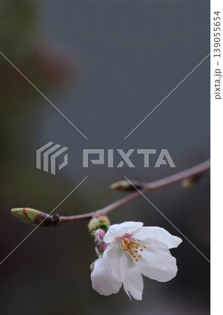 春の訪れを告げる桜 春の訪れを告げる桜 139055654