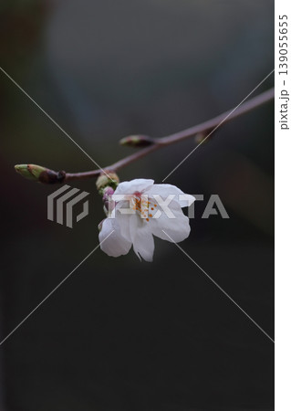 春の訪れを告げる桜 春の訪れを告げる桜 139055655