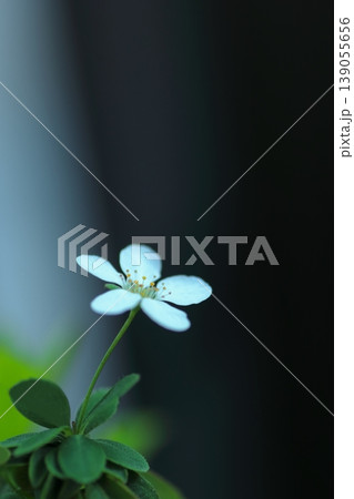 可愛いユキヤナギの花 可愛いユキヤナギの花 139055656