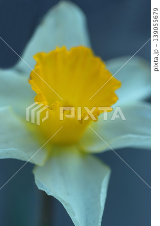 早春の花壇に咲くスイセンの花 139055679