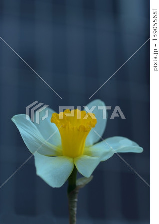 窓辺に咲く、スイセンの花 139055681