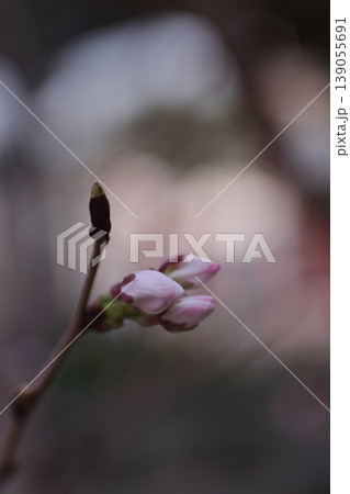 春を告げるサクラの花のつぼみ 139055691