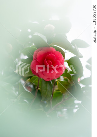 春に咲く赤いツバキの花【春】 139055730