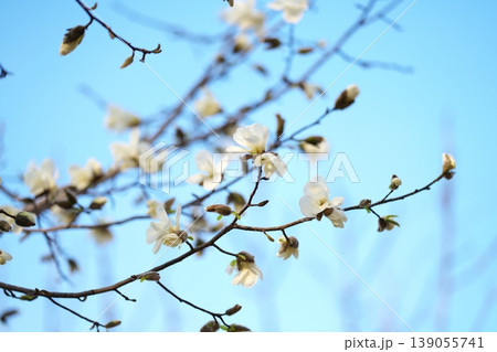 ハクモクレンの花 ハクモクレンの花 139055741