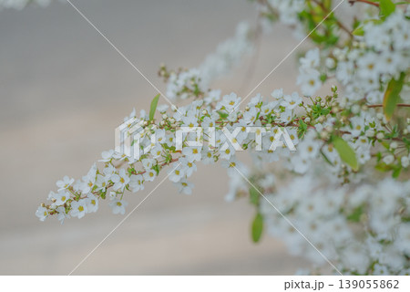 春に咲く白いユキヤナギの花【春】 139055862