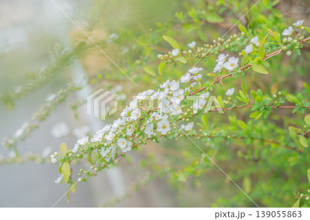 春に咲く白いユキヤナギの花【春】 139055863