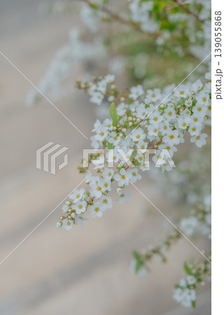 春に咲く白いユキヤナギの花【春】 139055868