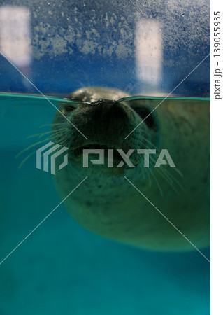 水族館で泳ぐアザラシ 139055935