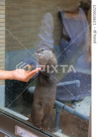 コツメカワウソ コツメカワウソ 139056025