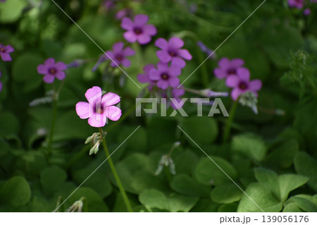 イモカタバミの花 イモカタバミの花 139056176