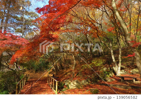 神戸市立森林植物園(兵庫県)の秋の木々:モミジに彩られた園内の遊歩道 神戸市立森林植物園(兵庫県)の秋の木々:モミジに彩られた園内の遊歩道 139056582