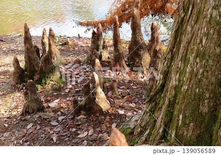 ラクウショウの呼吸根（気根）：兵庫県の神戸市立森林植物園 139056589