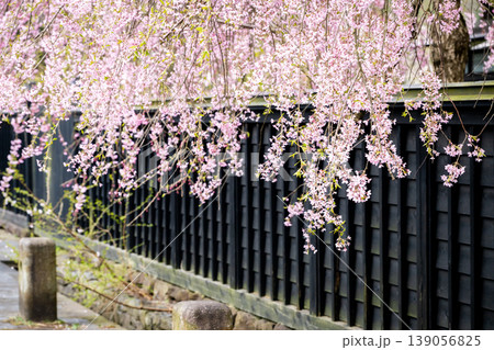 秋田・角館の武家屋敷通りに咲き誇る満開のしだれ桜と伝統的な黒塀の街並み 139056825