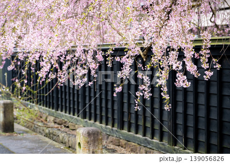 秋田・角館の武家屋敷通りに咲き誇る満開のしだれ桜と伝統的な黒塀の街並み 139056826