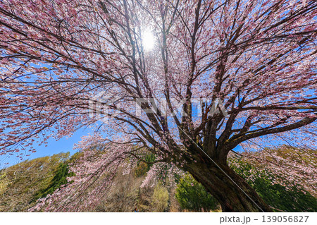 満開の天王桜 139056827