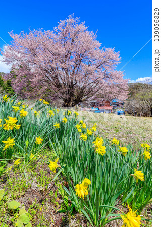 水仙と天王桜 水仙と天王桜 139056829