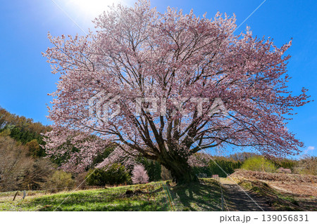 青空に映える天王桜 139056831