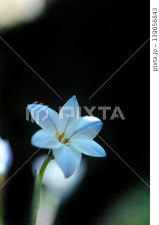 白いハナニラの花 白いハナニラの花 139056843